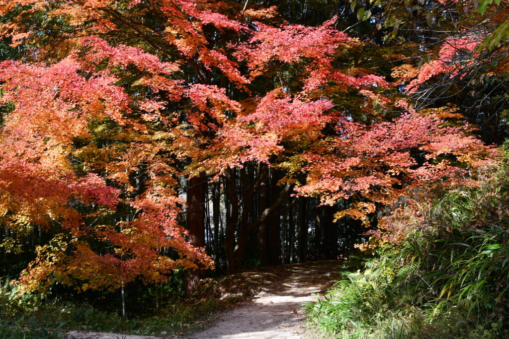 秋の開花・紅葉情報 2025 | ぶらり なぎそ －南木曽町観光協会－