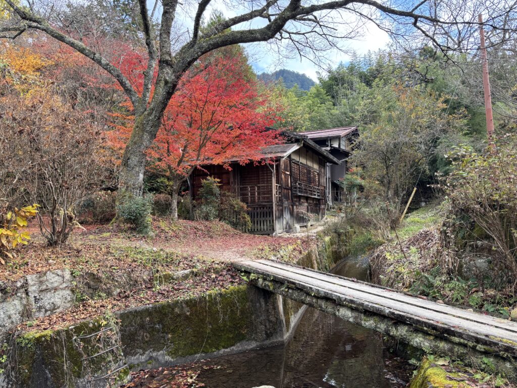 秋の開花・紅葉情報 2025 | ぶらり なぎそ －南木曽町観光協会－